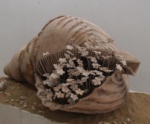 Project of shells 